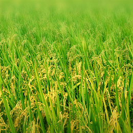 农产品背景图片素材下载指南