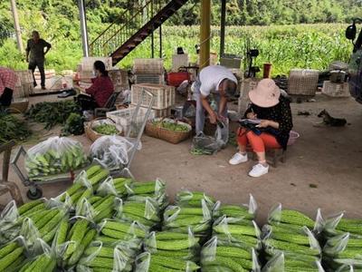 市农业农村局扎实推进农产品质量安全第二季度例行监测抽样工作