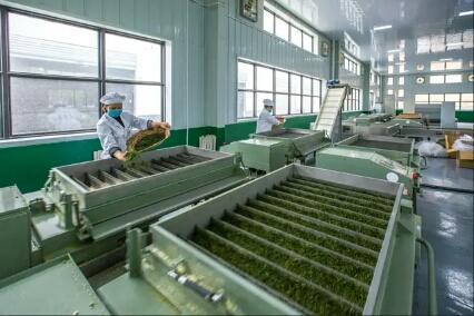 魅力茶乡再添金字招牌 平昌青芽茶荣膺国家地理标志证明商标