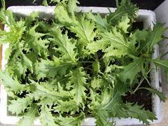 聚义公塑料泡沫 临夏蔬菜泡沫箱厂家的品质之选